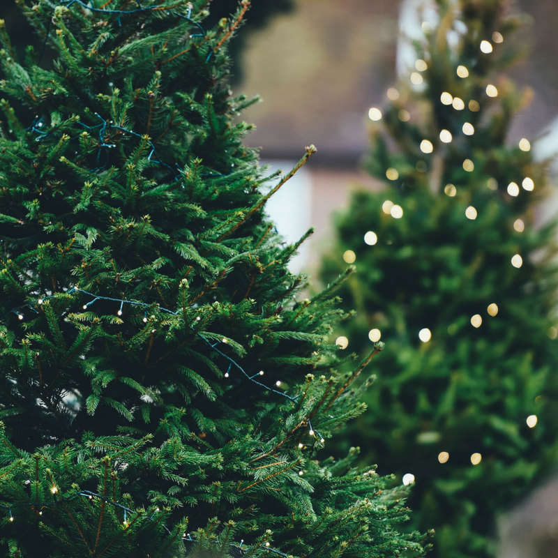 Fraser Fir Christmas Trees