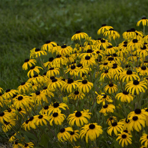 Feature Plant: Rudbeckia