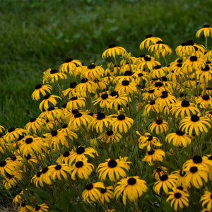 Feature Plant: Rudbeckia