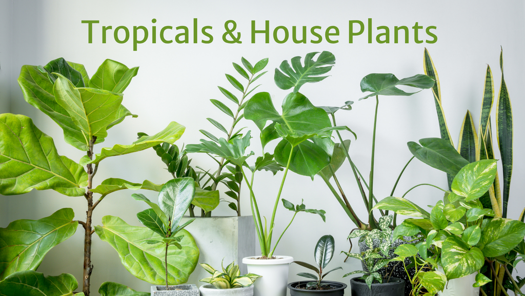 Meet the Ficus: Feature Houseplant for 2026