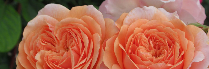 English Roses