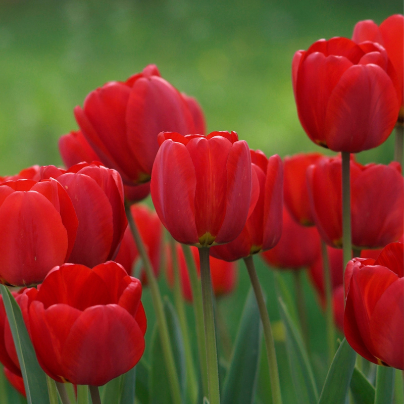 Seeds &amp; Bulbs