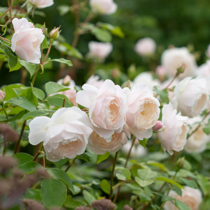 English Roses