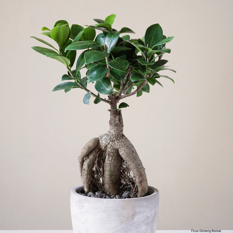 Ficus 
